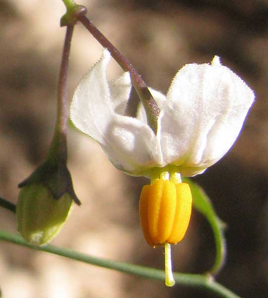 Texas Nightshade, SOLANUM TRIQUETRUM, flower