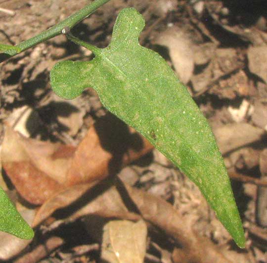 Texas Nightshade, SOLANUM TRIQUETRUM, leaf