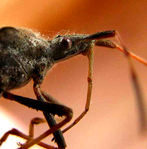 Western Leaf-footed Bug, LEPTOGLOSSUS CLYPEALIS, side view of head showing proboscis