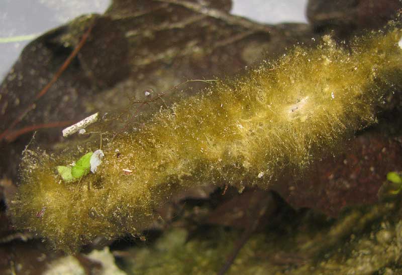 Cyanobacteria on decaying stem in water