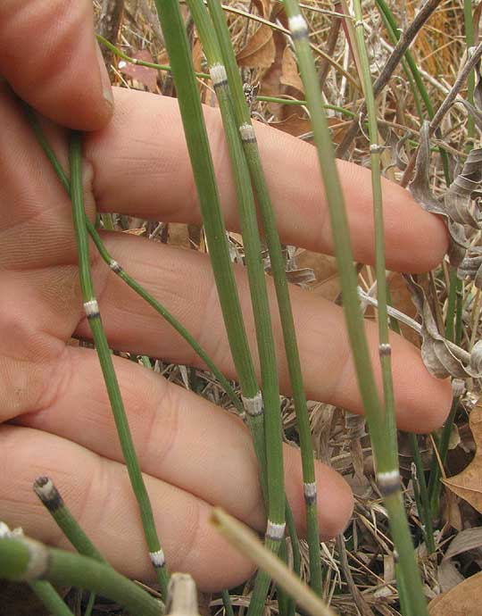 Smooth Horsetail, or Smooth Scouring Rush, EQUISETUM LAEVIGATUM, stems in winter