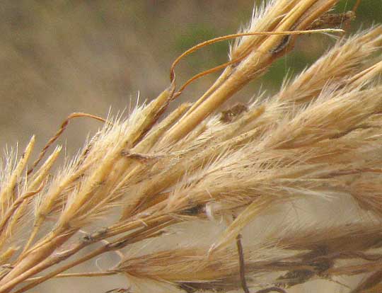 Indiangrass, SORGHASTRUM NUTANS, close-up of spikelets in panicle