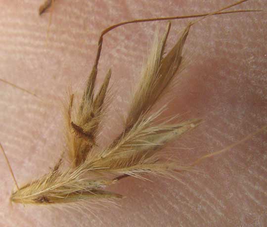 Indiangrass, SORGHASTRUM NUTANS, spikelets beside sterile pedicle