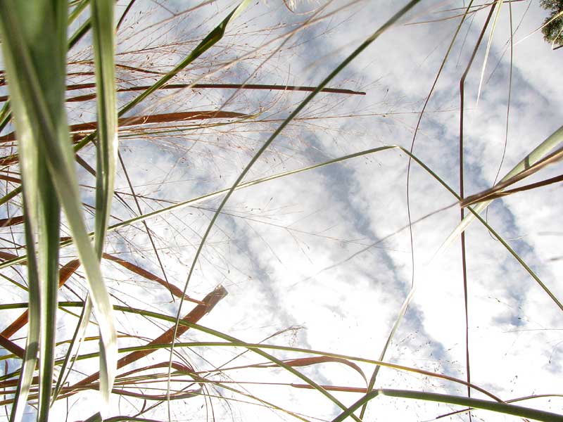 looking up through grass at the sky