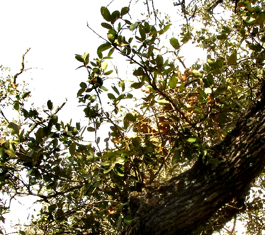Oak Decline on Texas Live Oak, Quercus fusiformis, young shoots at base
