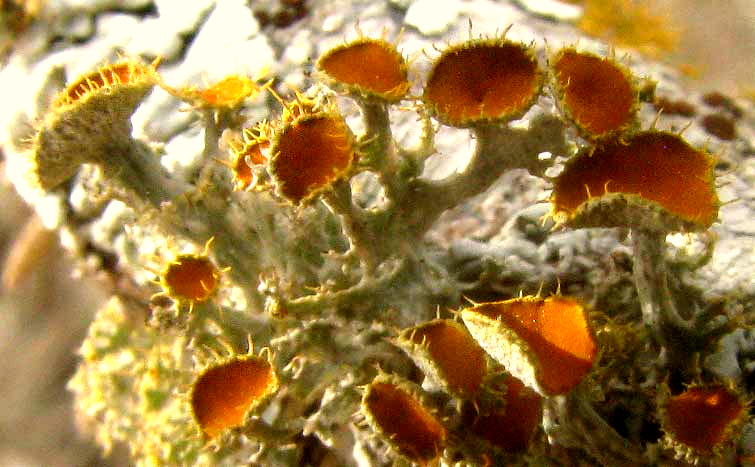 Golden-eye Lichen, TELOSCHISTES CHRYSOPHTHALMUS