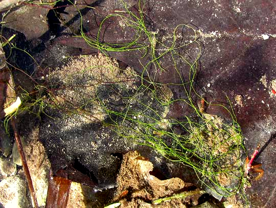 Bladderwort, UTRICULARIA GIBBA, stems in winter