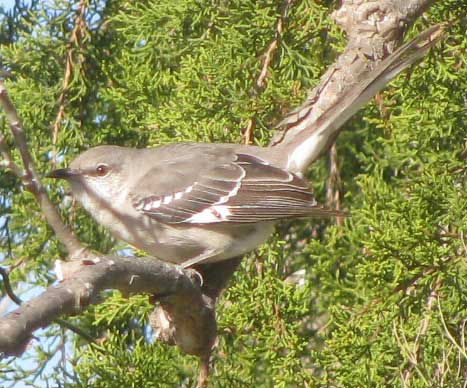 Northern Mockingbird, western subspecies, MIMUS POLYGLOTTOS LEUCOPTERUS