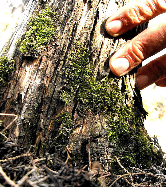 Isopterygium Moss, ISOPTERYGIUM TENERUM, habitat