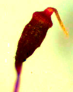 Isopterygium Moss, ISOPTERYGIUM TENERUM, capsule