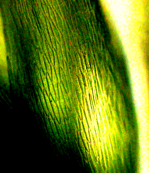 Isopterygium Moss, ISOPTERYGIUM TENERUM, leaf cell shape