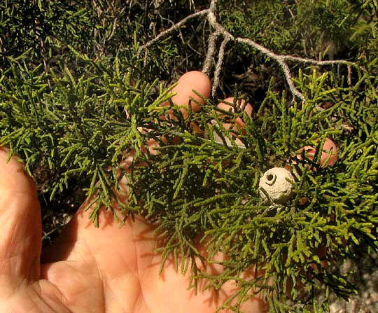 Potter Wasp, EUMENES, nest in juniper