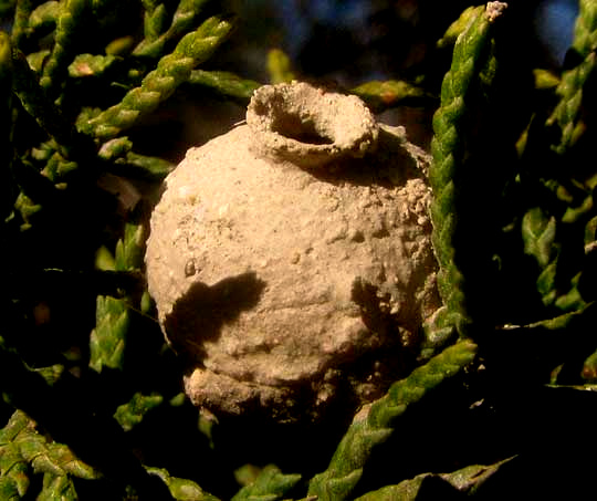 Potter Wasp, EUMENES, pot close-up