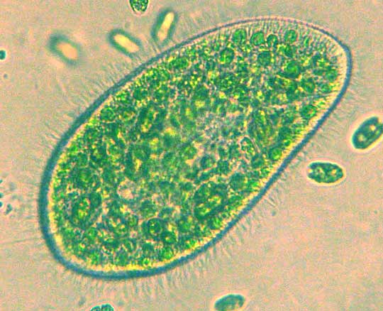 Green Paramecium, PARAMECIUM BURSARIA