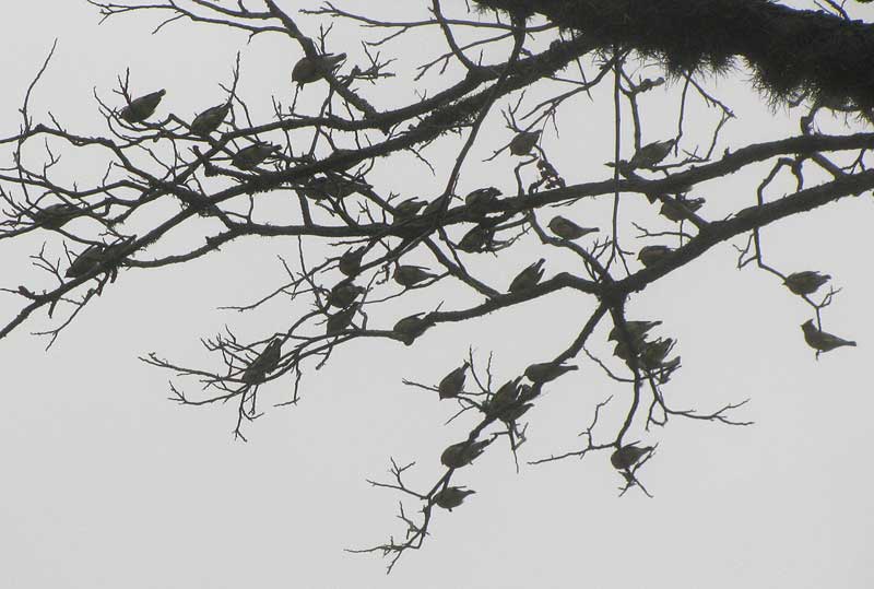 Cedar Waxwings in a wintry tree