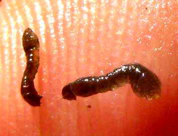 larvae of Black Fly, SIMULIUM
