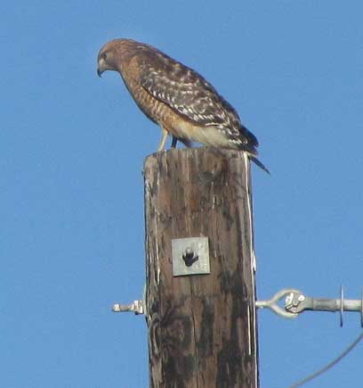 Red-shouldered Hawk, BUTEO LINEATUS, hunting from atop a pole