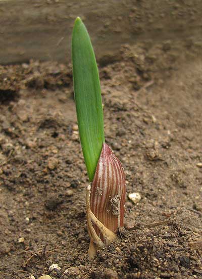 sprouting garlic clove