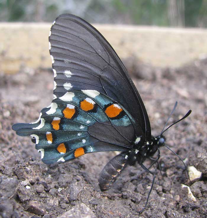 Pipevine Swallowtail, BATTUS PHILENOR, adult