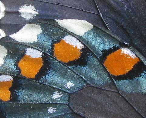 Pipevine Swallowtail, BATTUS PHILENOR, detail of wing pattern