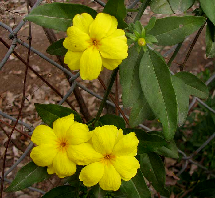 Primrose Jasmine, JASMINUM MESNYI, flowers and leaves