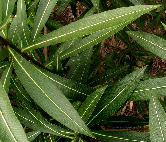 Oleander, NERIUM OLEANDER, leaves