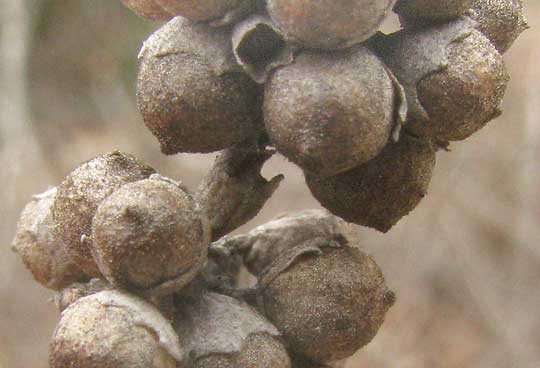 Hemp Tree or Chaste-tree, VITEX AGNUS-CASTUS, fruits with calyxes