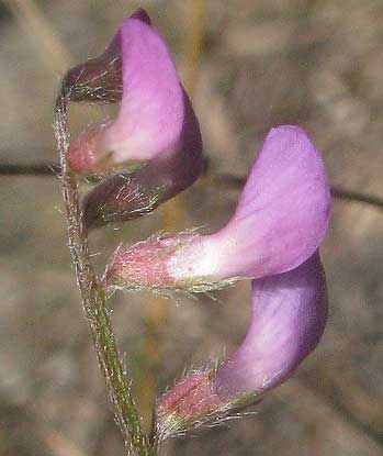 Deer-pea Vetch, VICIA LUDOVICIANA, papilionaceous flowers
