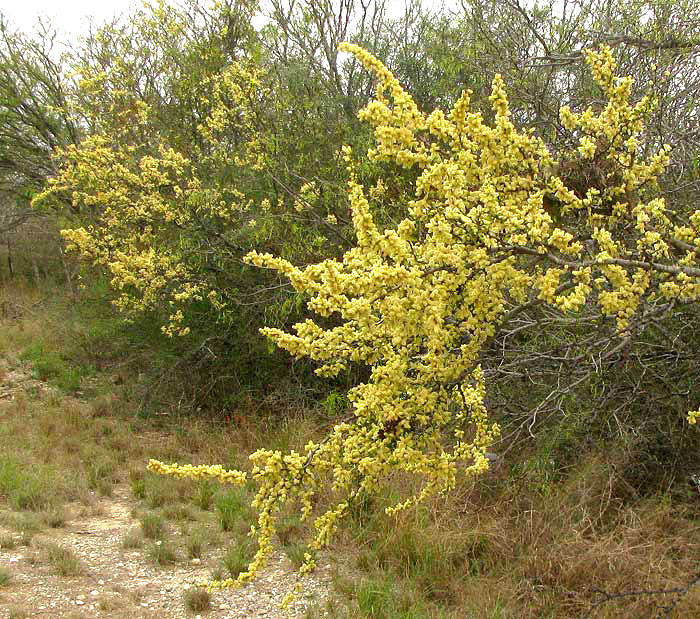 Blackbrush, VACHELLIA RIGIDULA (also Acacia rigidula), flowering