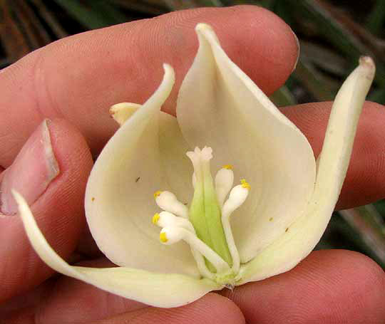 Spanish Dagger, YUCCA TRECULEANA, flower longitudinal section