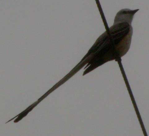 Scissor-tailed Flycatcher, TYRANNUS FORFICATUS