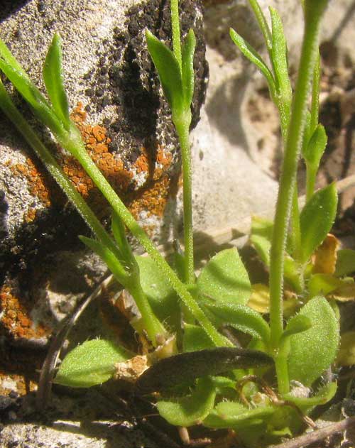 Hilly Sandwort, ARENARIA BENTHAMII, leaves & stem