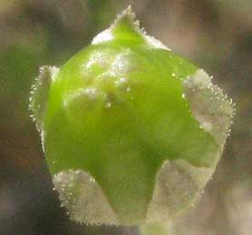 Split-leaf Gilia, GILIASTRUM INCISUM, ovary