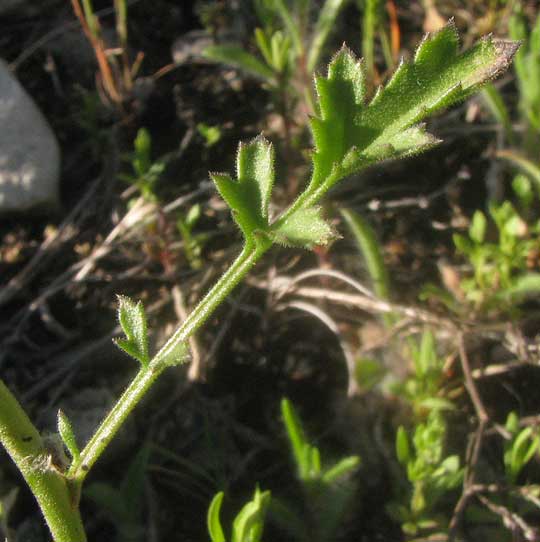 Split-leaf Gilia, GILIASTRUM INCISUM, leaf