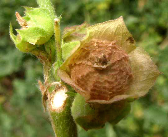 Cheeseweed, MALVA PARVIFLORA, schizocarp