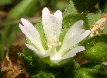 Cheeseweed, MALVA PARVIFLORA, flower