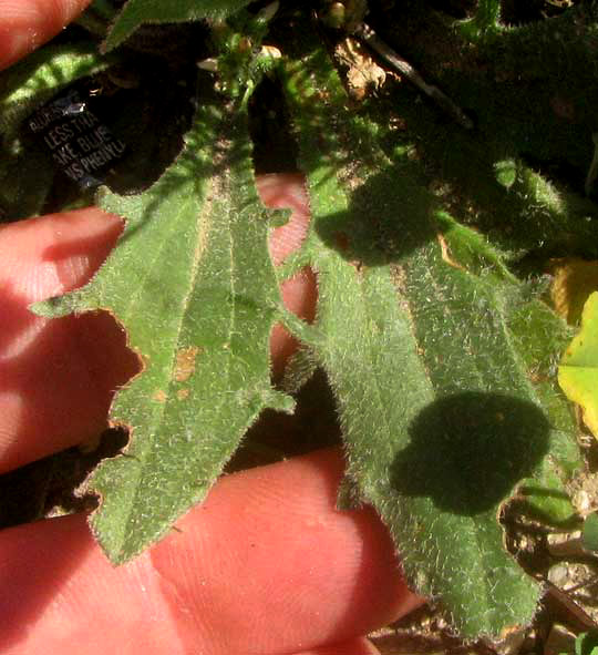  Redseed Plantain, PLANTAGO RHODOSPERMA, leaves