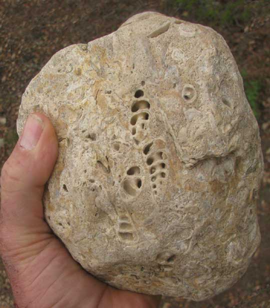 Fossil Turritella shells in limestone rock