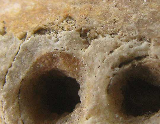 Fossil Turritella shells showing close-up of incised sutures and transverse ornament