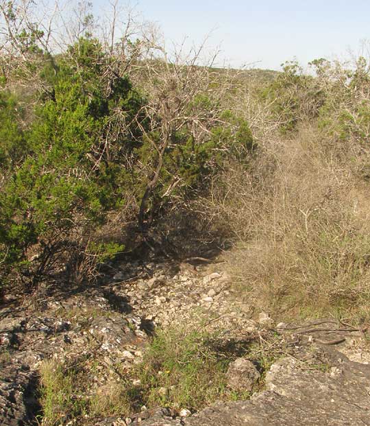 bald atop limestone hill in southwestern Texas