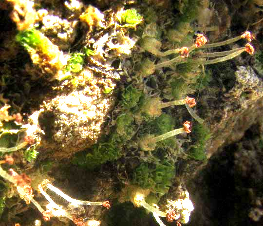 FOSSOMBRONIA TEXANA, capsules past mature, plants re-sprouting
