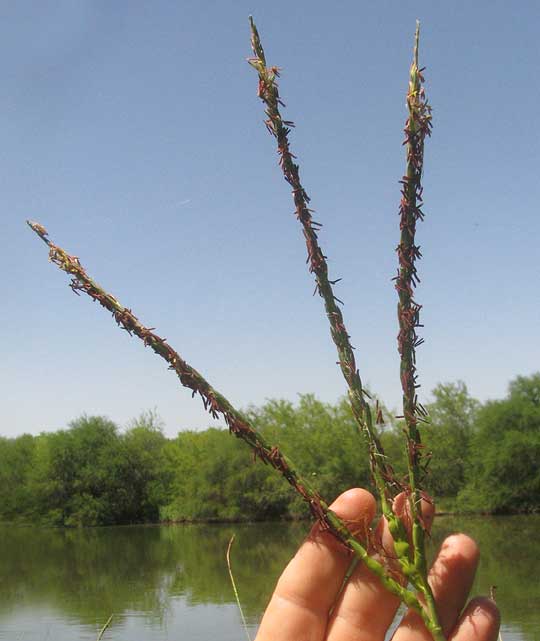 Eastern Gamagrass, TRIPSACUM DACTYLOIDES, inflorescence