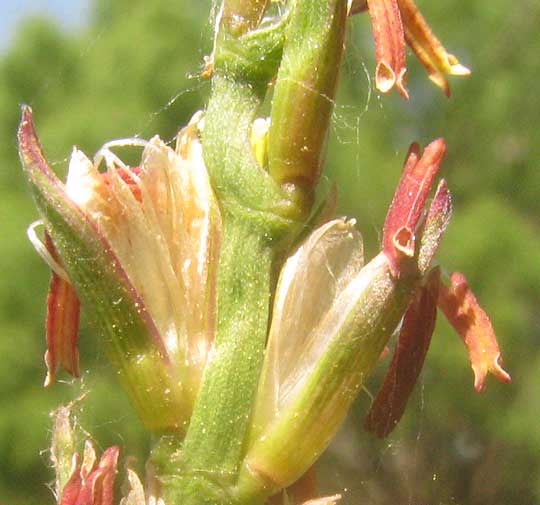 Eastern Gamagrass, TRIPSACUM DACTYLOIDES, male flowers with anthers showing pores