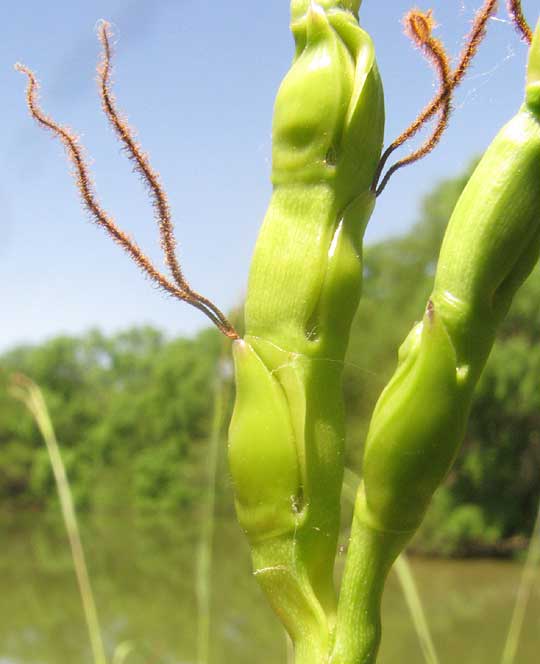 Eastern Gamagrass, TRIPSACUM DACTYLOIDES, female flowers