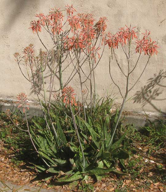 Soap Aloe, ALOE SAPONARIA, flowering