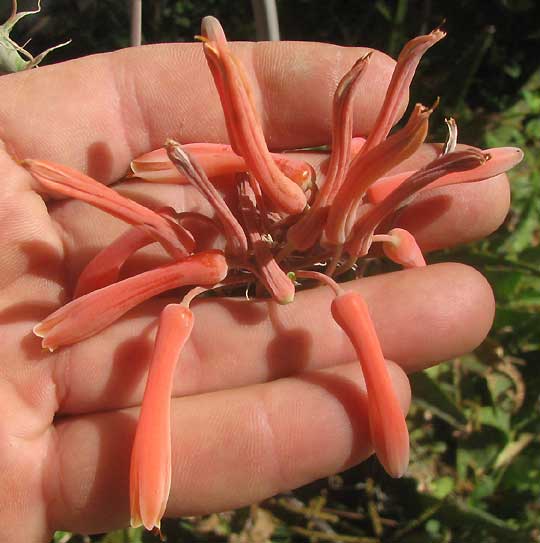 Soap Aloe, ALOE SAPONARIA, flowers