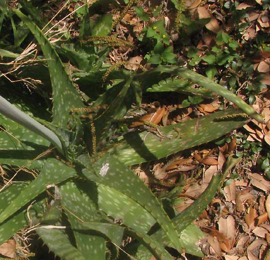Soap Aloe, ALOE SAPONARIA, leaves