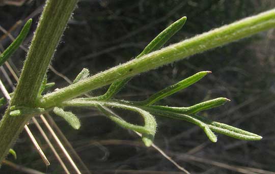 Chalk Hill Woollywhite, HYMENOPAPPUS TENUIFOLIUS, leaf