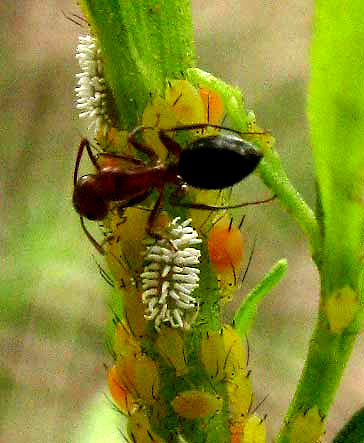 Fire Ant herding aphids