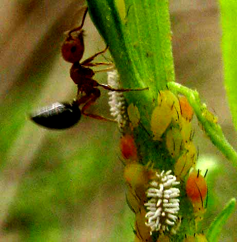 Fire Ant with raised abdomen, among aphids
